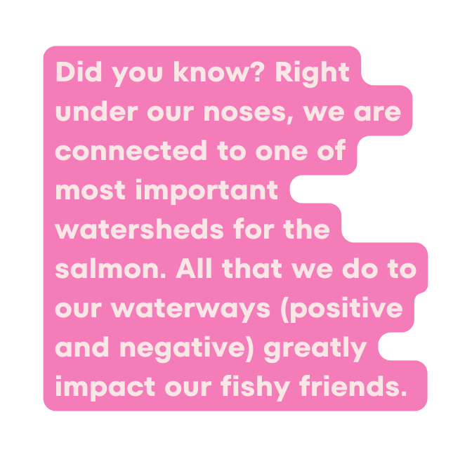 Did you know Right under our noses we are connected to one of most important watersheds for the salmon All that we do to our waterways positive and negative greatly impact our fishy friends