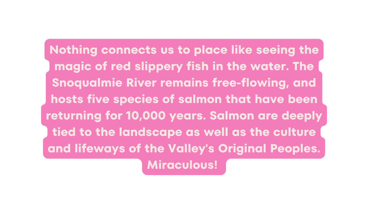 Nothing connects us to place like seeing the magic of red slippery fish in the water The Snoqualmie River remains free flowing and hosts five species of salmon that have been returning for 10 000 years Salmon are deeply tied to the landscape as well as the culture and lifeways of the Valley s Original Peoples Miraculous